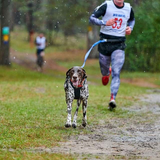 Canicross MAET PETS