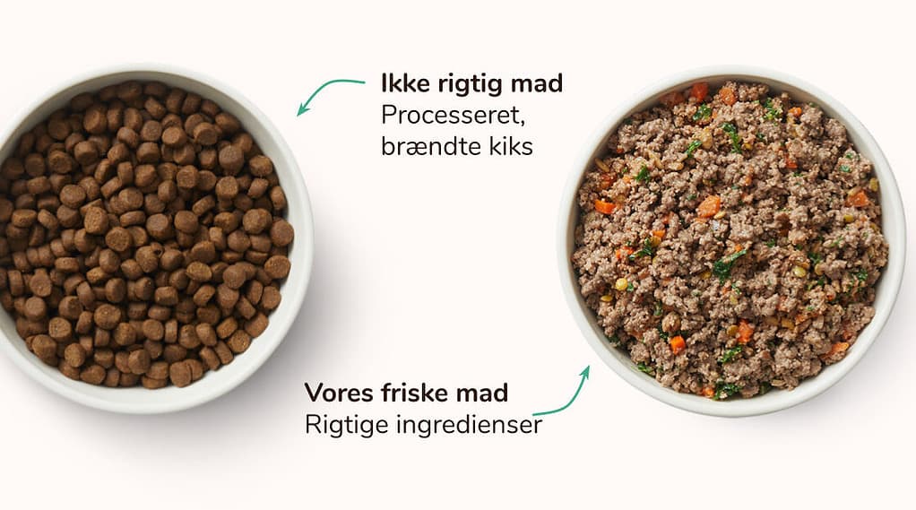 Tørr vs. Frisk, lett oppvarmet hundemat