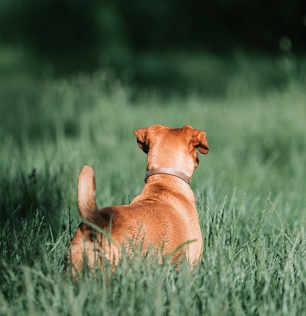 varför äter hundar gräs