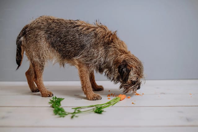 Können Hunde Karotten vertragen?