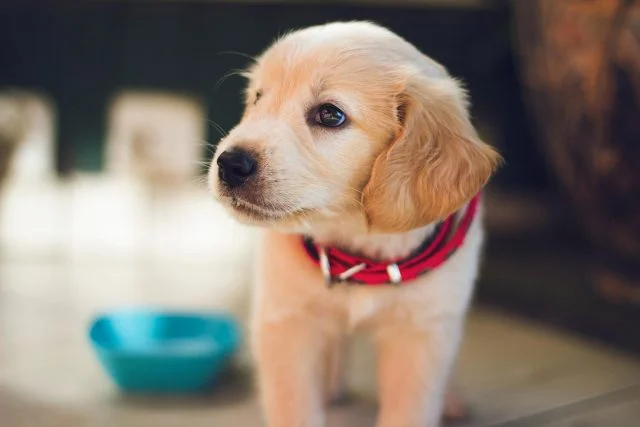 Hundfoder för kräsna hundar