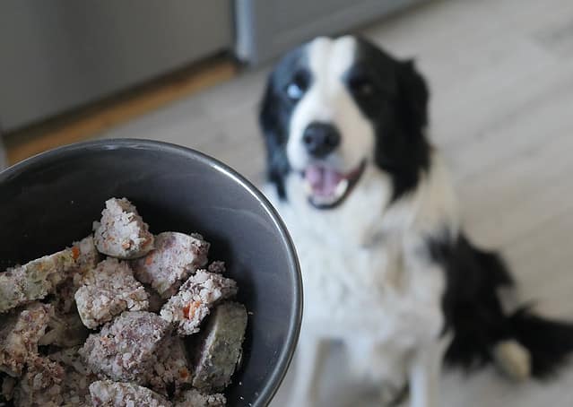 SATURATE - a further development of wet food for dogs
