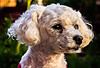 Bichon Havanais hundraser som inte fäller