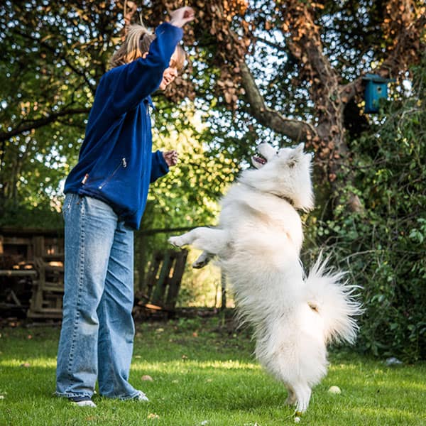 Godbiter til hundetrening