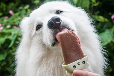 MÆT hjemmelavet hundeis