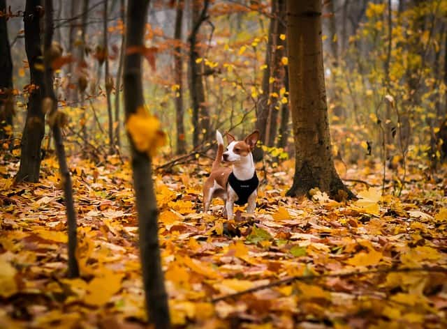 Dansk Svensk Gårdhund i skoven. Billede af Isabel Vittrup-Pallier 