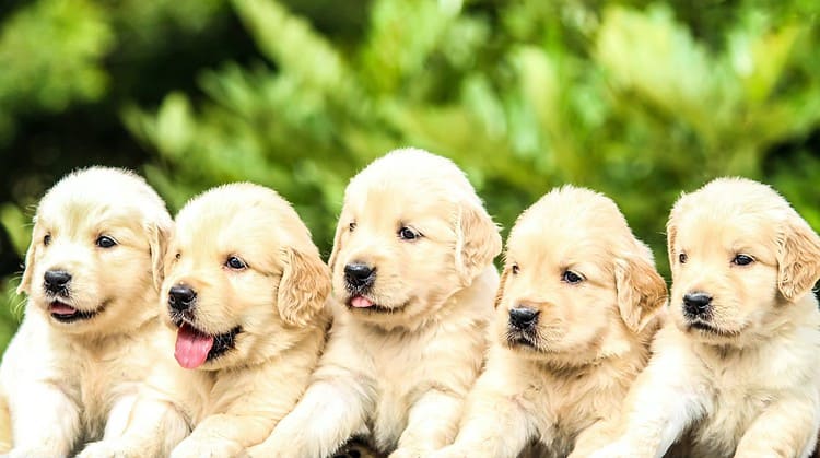 Populære hundenavne: Find det perfekte navn til din hvalp