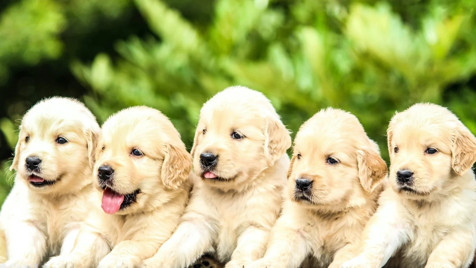 forsendelse gå En smule Populære hundenavne: Find det perfekte navn til din hvalp | MÆT
