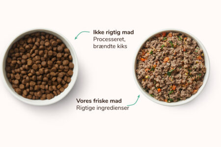 Trocken vs. Frisches, leicht erhitztes Hundefutter - MAET