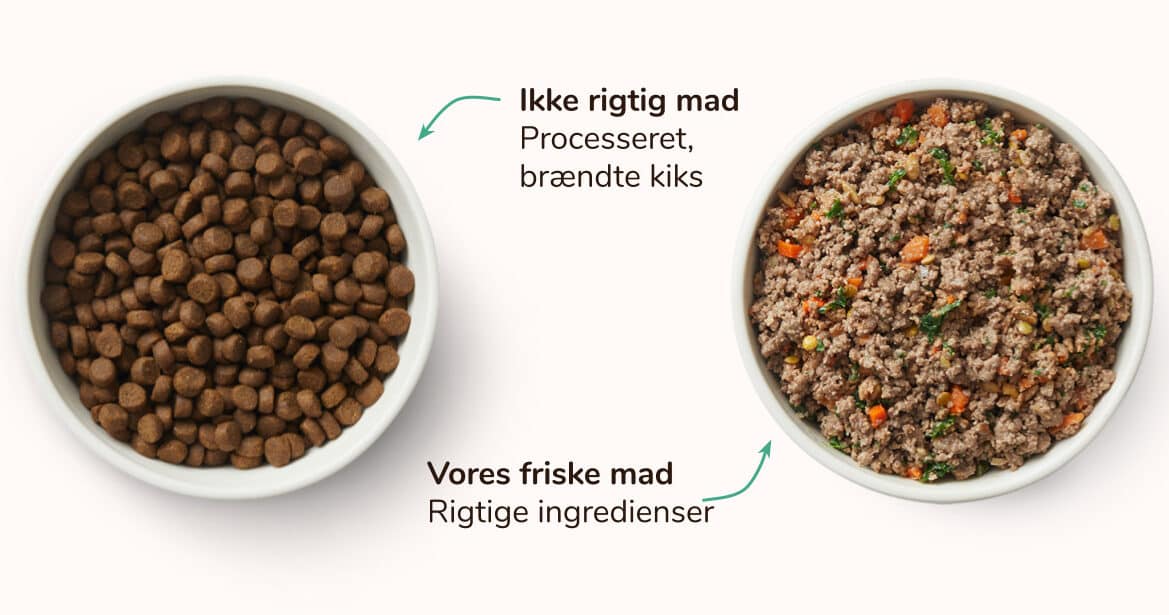 Dry vs. Fresh, lightly heated dog food - MAET Pets