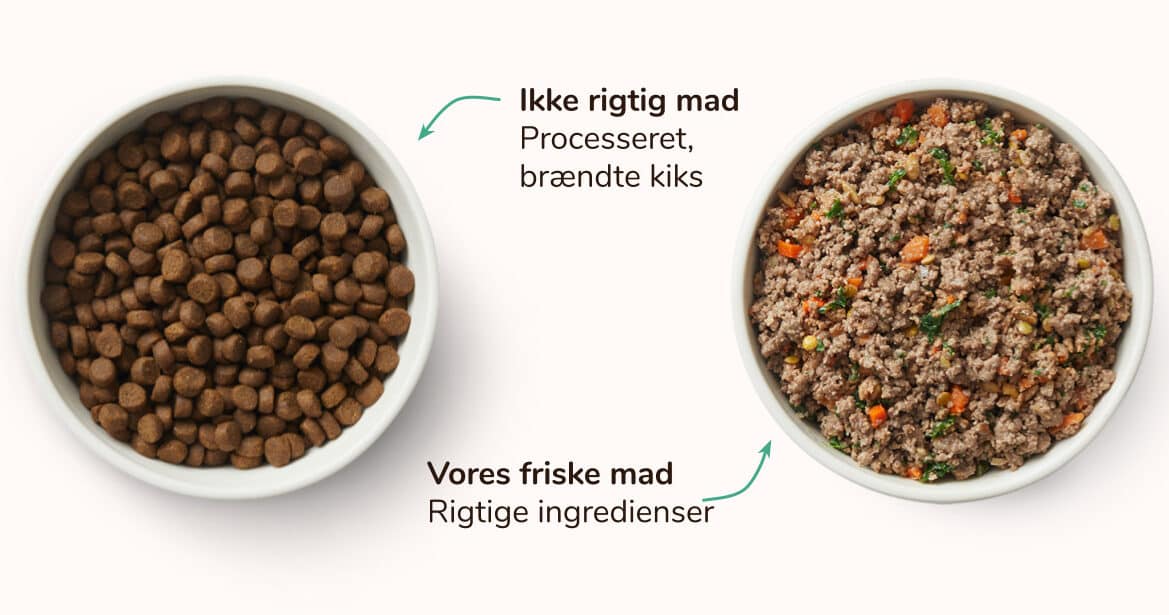 Tør vs. Frisk, let opvarmet hundefoder - MÆT