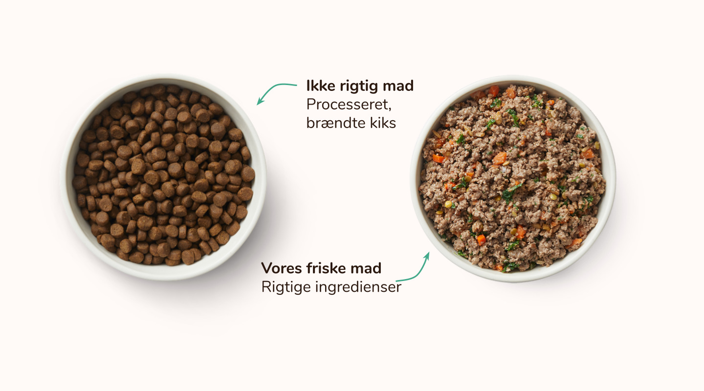 Dry vs. Fresh, lightly heated dog food - MAET Pets