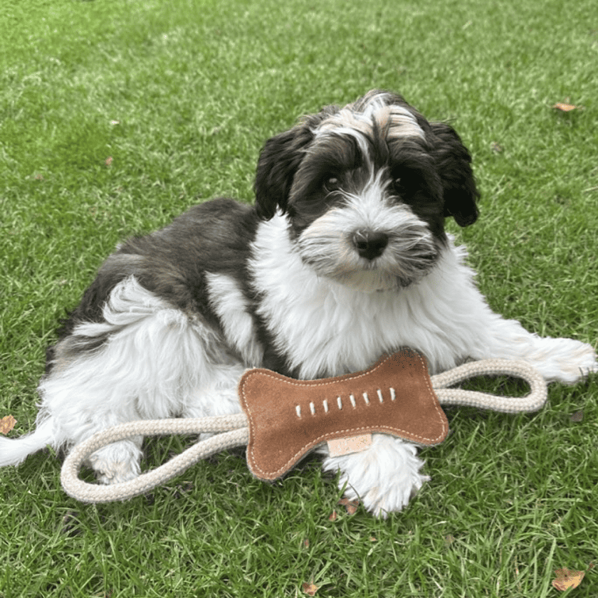 Naturligt Hundelegetøj - Bidelegetøj Med Reb Og Ben På Træbaggrund