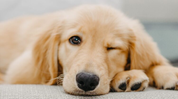 Golden retriever en sød familiehund