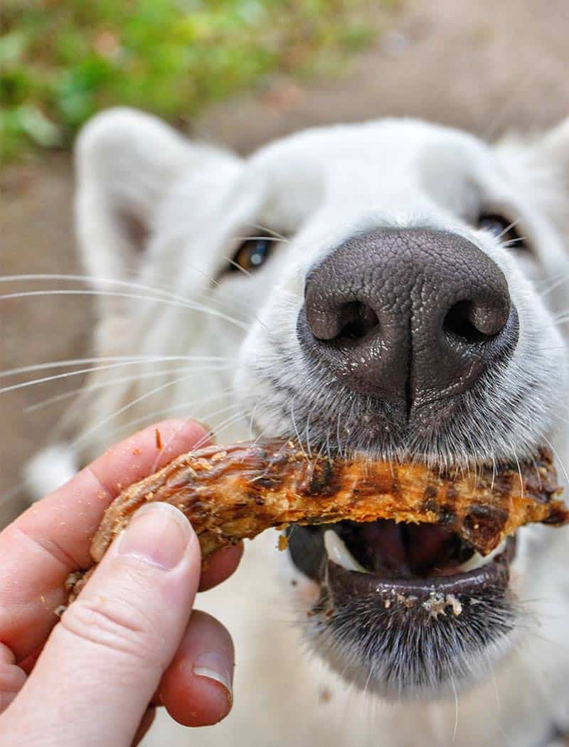 are chicken neck bones safe for dogs