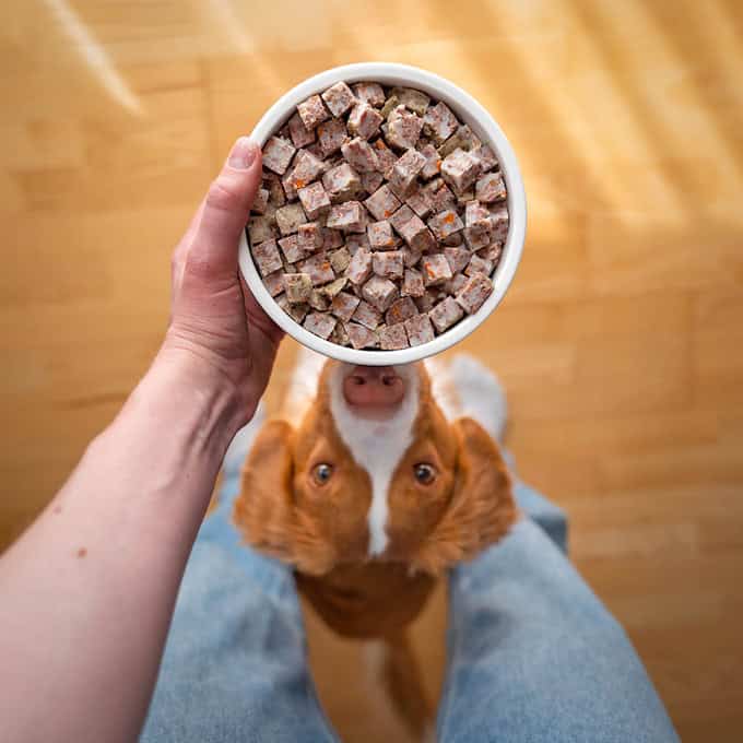 Hundemåltidskasse: Hundefoder Abonnement med Prøvepakke