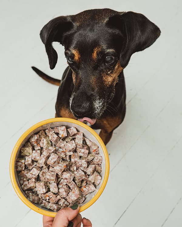 Frisk hundemad er allergivenlig hundemad uden konserveringsmidler.