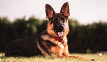 Schæferhunden: Fra politi- til servicehund