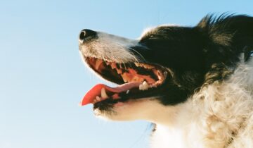 Sådan forbedrer du din hunds tandpleje: De bedste produkter til tandpleje til hunde
