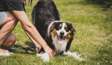Hvad er det bedste hundefoder til aktive hunde?
