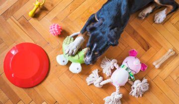 Topp 5 aktiveringsleksaker som hundar inte kan få nog av