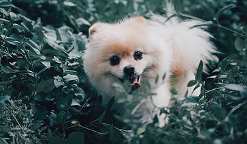 Pomeranian: Fluffy og fuld af liv