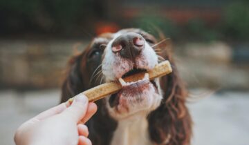 The best treats for dogs
