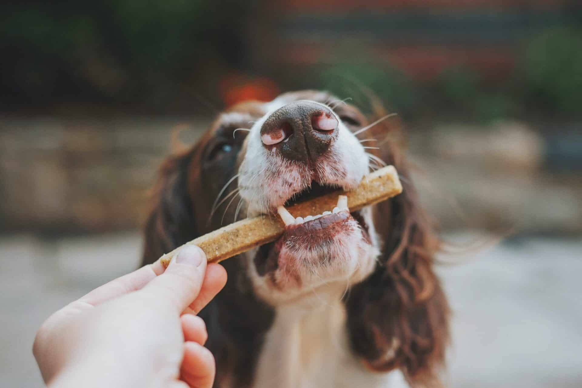 The best treats for dogs MÆT PETS