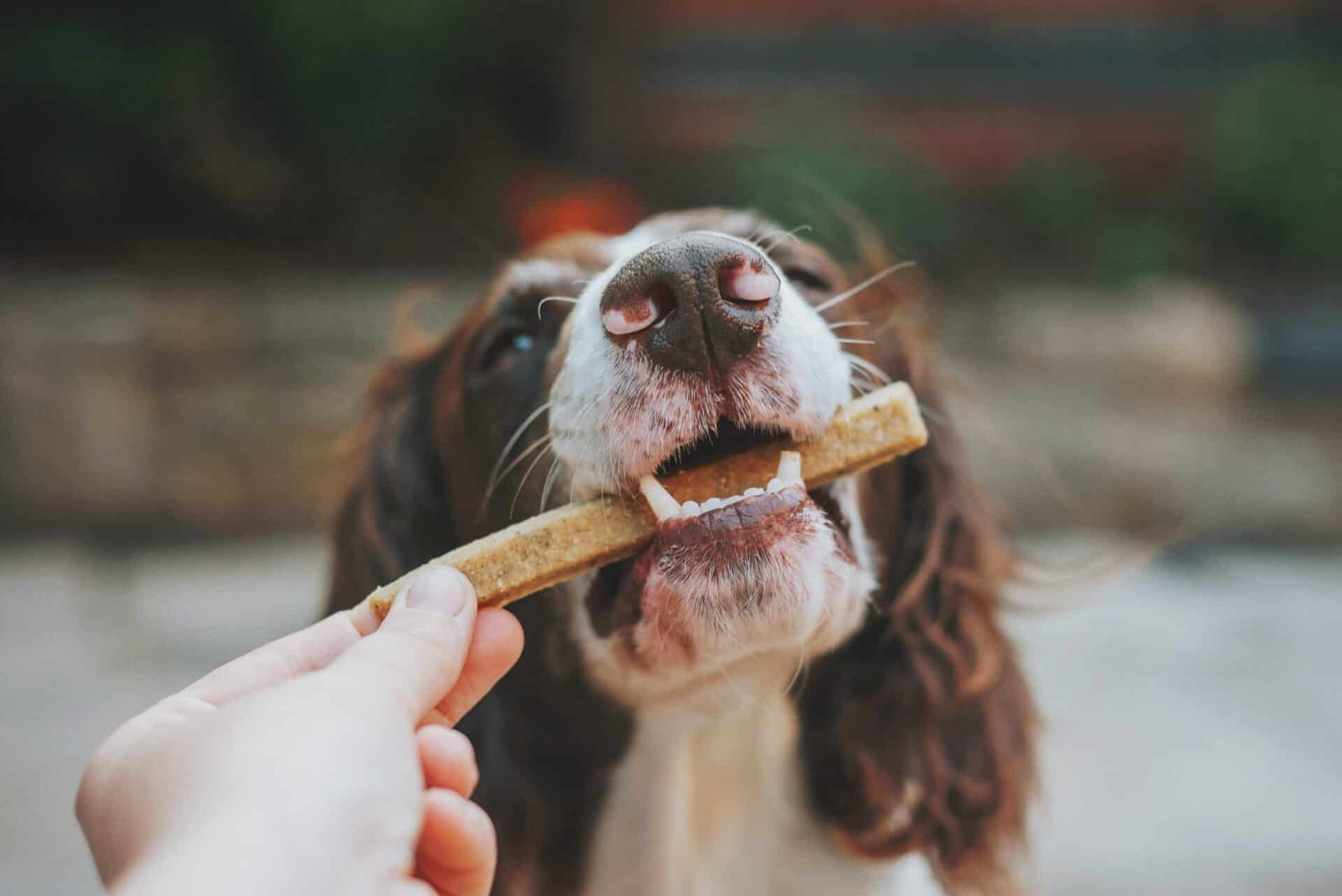 Die besten Leckerlis für Hunde MÆT PETS