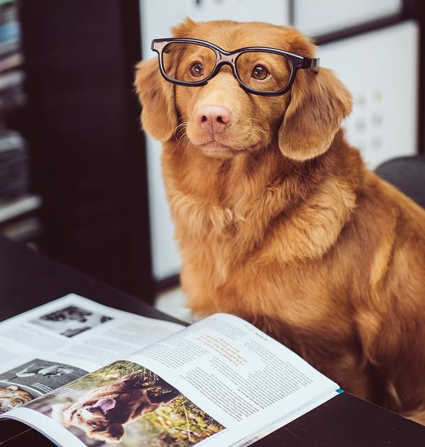 De bedste hundebøger til nye og ældre hundeforældre