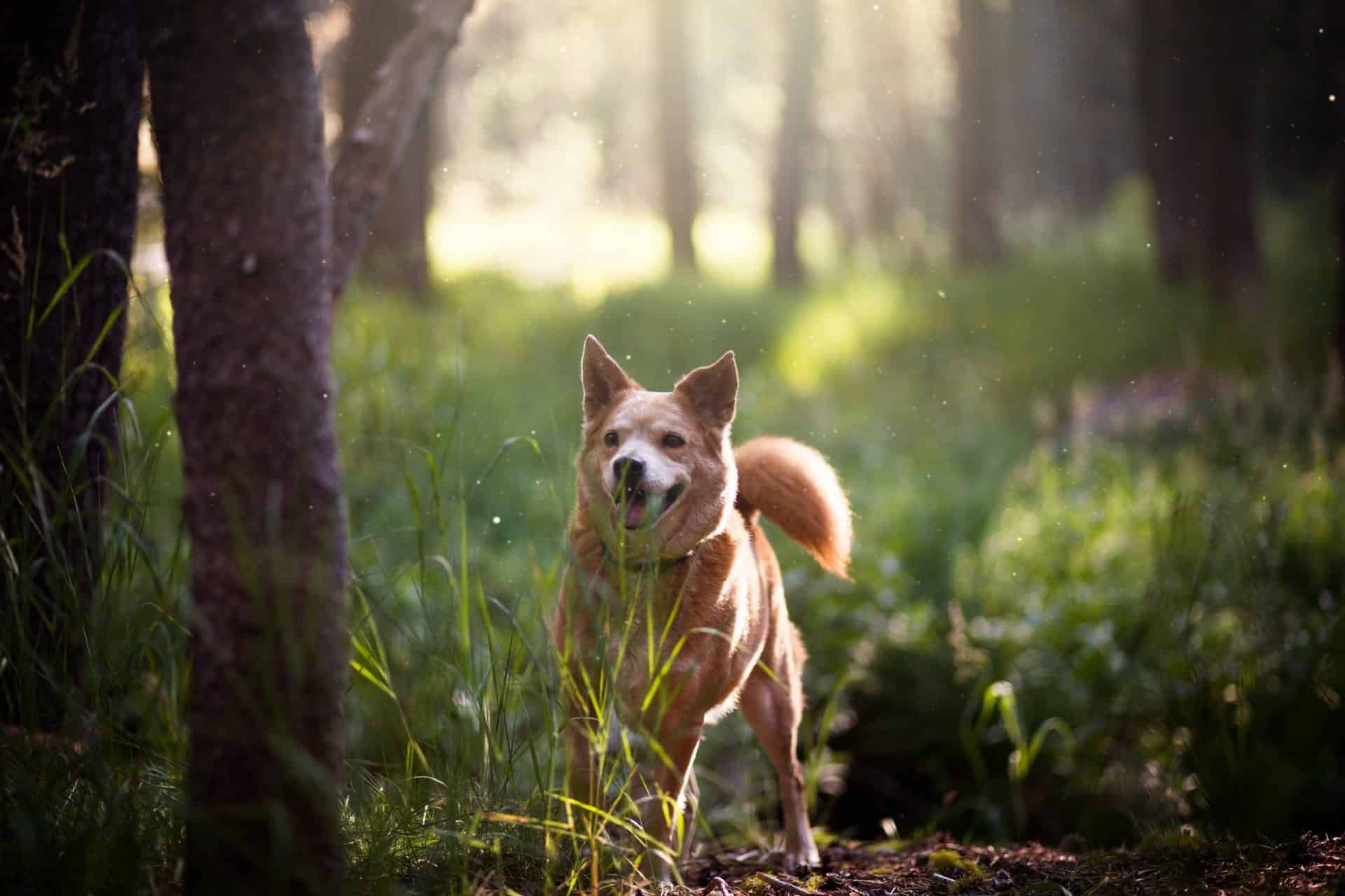 Hundeskove på Sjælland. Billede fra Cam Bowers. Mæt Pets