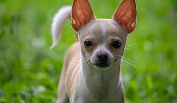 Chihuahua: en selvsikker opdagelsesrejsende på fire ben