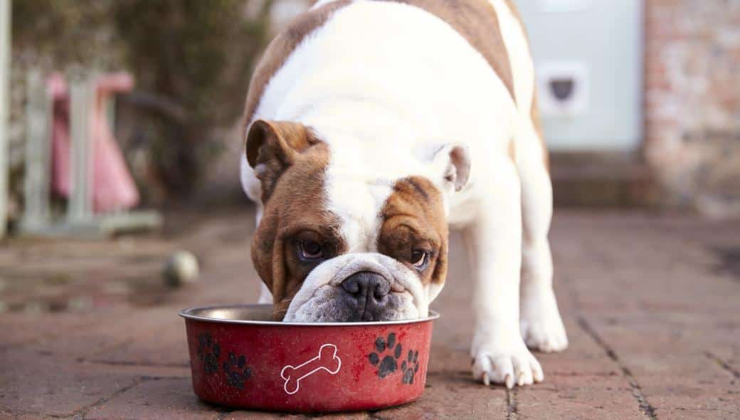 dogs eating from a bowl