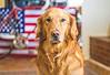foderallergi hund symptomer maet pets | MÆT