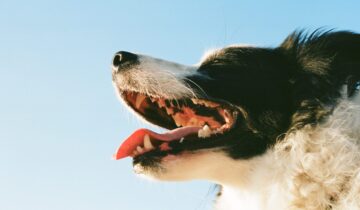 7 Tips til, hvordan du kan slippe af med din hunds dårlige ånde naturligt