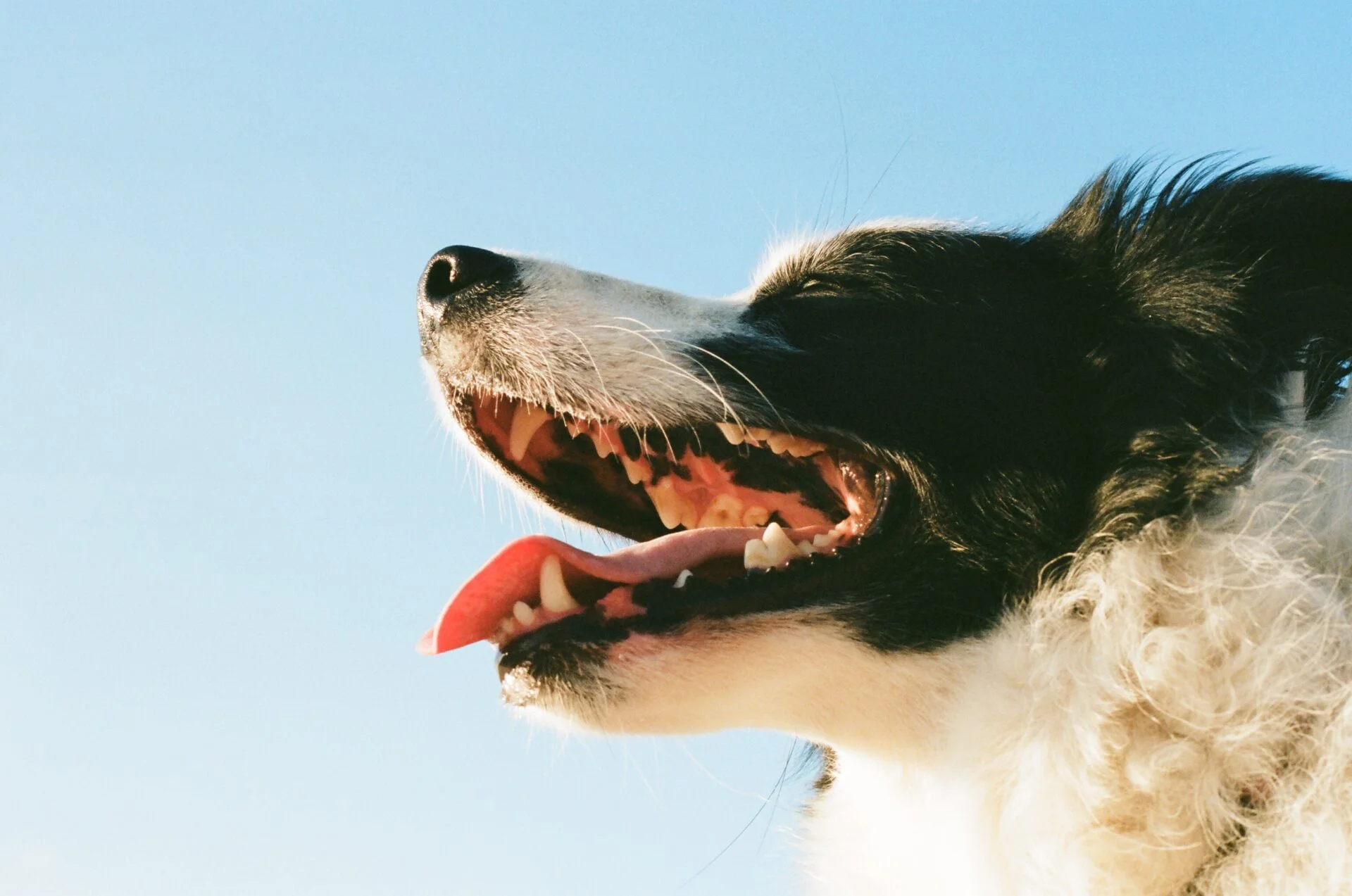 7 Tips til, hvordan kan slippe af med din hunds dårlige ånde naturligt | MÆT