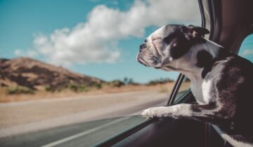 Tips och tricks för att ta med hunden i bilen