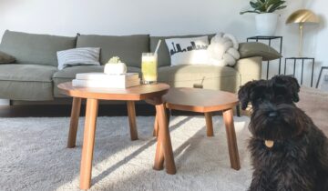 Bo med en hund i lejlighed: 5 Ting du skal overveje