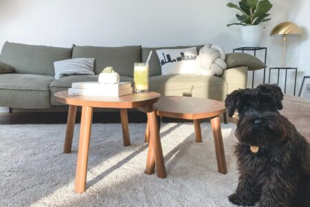 Hund i lejlighed med møbler