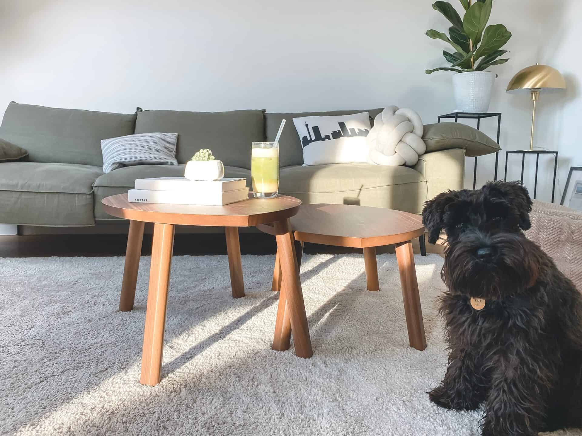 Hund i lejlighed med møbler