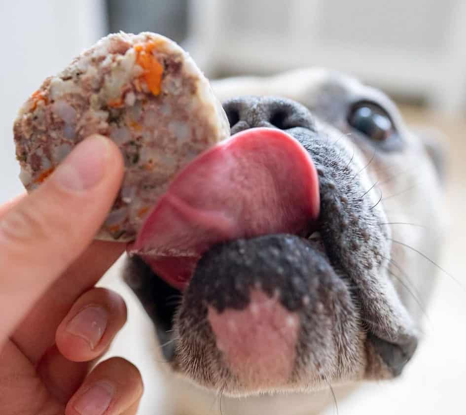 hund slikker maden 2 | MÆT