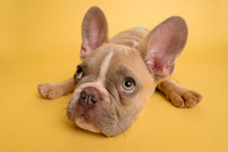 hunde med foelsom mave eller mave problemer