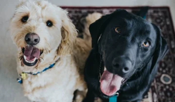 Alt om Hunderacer: Sådan vælger du den rigtige hunderace til dig og din familie