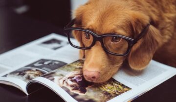 Hvordan Hundebøger kan øge din forståelse af din firbenede vens adfærd