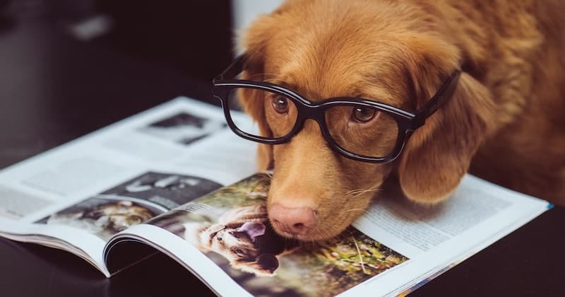 Hundebøger om ernæring, sundhed, træning og de forskellige hunderacer