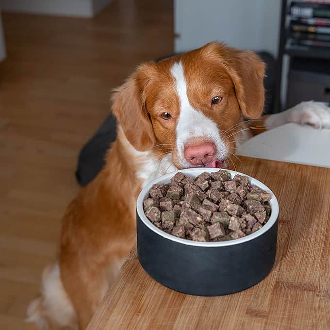 Hundemåltidskasse: Byg Selv Hundefoder Abonnement