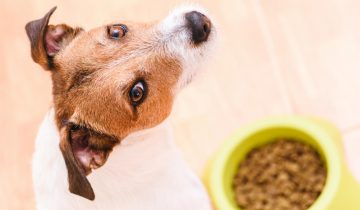 Guide: Hitta det bästa hundfodret för kräsna hundar