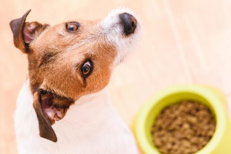 Dog food for picky dogs