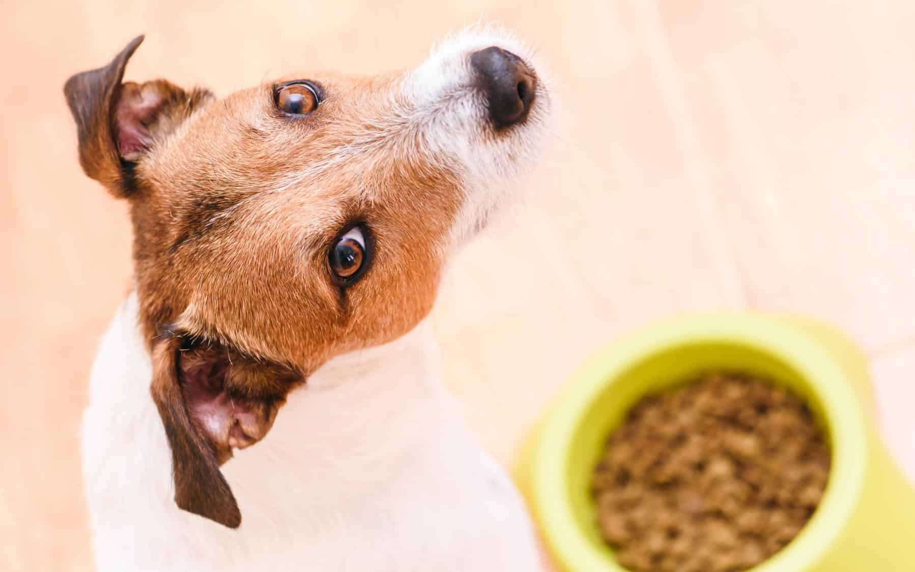 Hundfoder för kräsna hundar