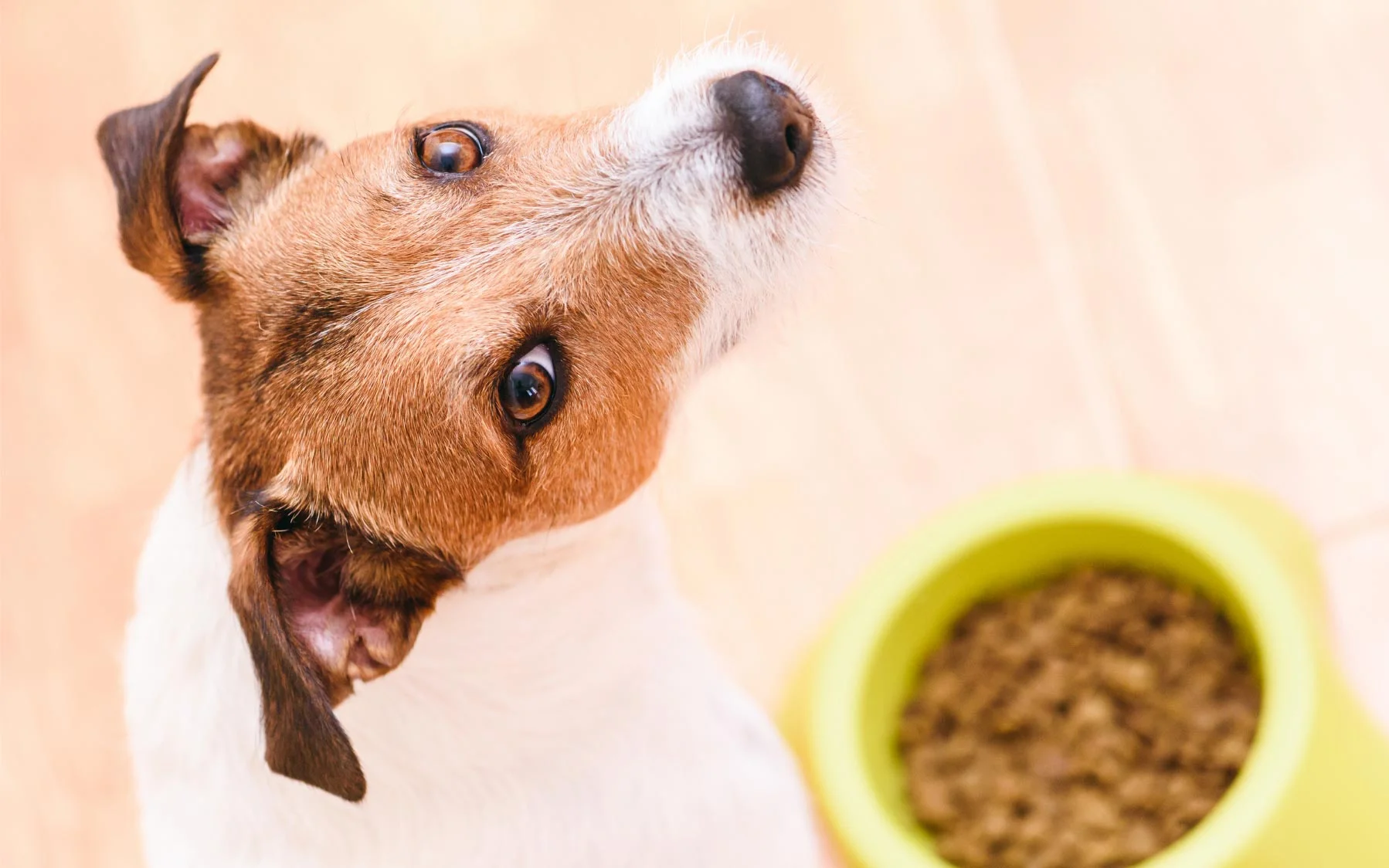 vil | Guide: Find det bedste hundefoder til kræsne hunde